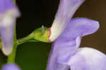 Showy skullcap